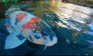 Độc đáo hồ cá Koi trị giá hàng tỷ đồng trên sân thượng của đại gia Sài thành