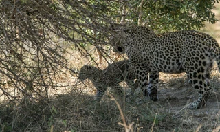 Báo mẹ nhịn đói nhường xác linh dương cho con