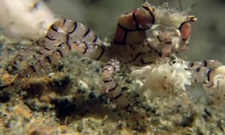 Cua vằn không càng tóm mồi nhanh như chớp