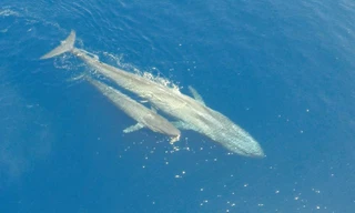 Kỳ diệu khoảnh khắc cá voi xanh cho con bú