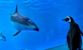 Thiếu vắng du khách, chim cánh cụt ‘tiếp quản’ thủy cung