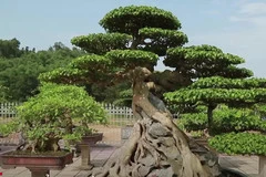 Cây sanh hơn trăm tuổi, dáng phượng xuống núi giá triệu đô