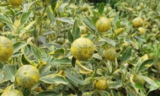 2,5 triệu đồng/cây quất lá phát tài, dân Hà Nội xuýt xoa vì độc lạ