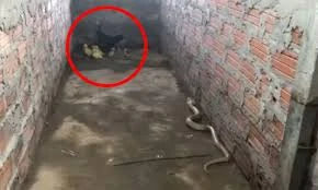 Gà mái tung liên hoàn cước đánh bại rắn hổ mang