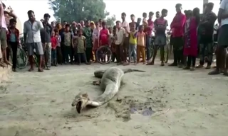 Trăn mò vào khu dân cư nuốt trọn dê