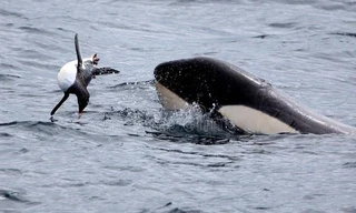 Chim cánh cụt lọt vào trận địa của đàn cá voi sát thủ