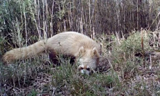 Bẫy camera bắt gặp gấu trúc đỏ bạch tạng quý hiếm