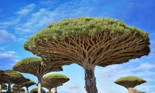 Loài cây máu rồng có hình dạng kỳ dị bậc nhất hành tinh