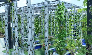 Vườn rau thẳng đứng trên sân thượng