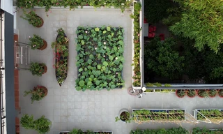 Làm hồ sen trên sân thượng 400 m2