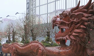 Chậu hoa đào hình rồng giá gần 1 tỷ đồng