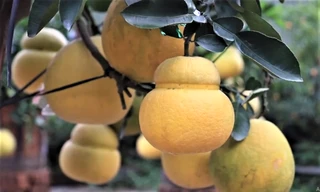 Bưởi hồ lô giá tiền triệu chơi Tết