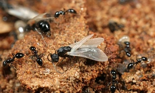 Vì sao xuất hiện những con kiến có cánh