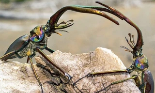 Bọ cánh cứng hất văng bạn tình sau khi giao phối