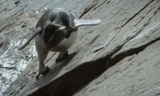 Chim cánh cụt chật vật leo vách đá trở về tổ