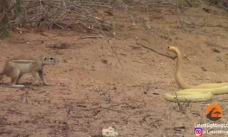 Sóc đất kịch chiến với hổ mang chúa suốt nửa giờ và kết cục