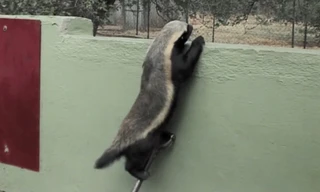 'Thiên tài' vượt ngục lửng mật