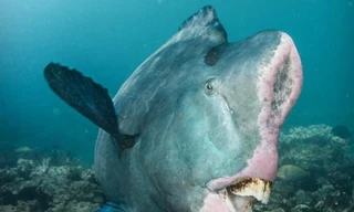 Loài cá có hàm răng lớn, ăn 5 tấn san hô mỗi năm