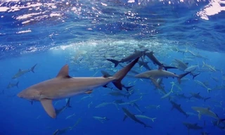 Hơn 40 con cá mập hợp tác vây bắt đàn cá mồi khổng lồ