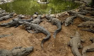 Sở thú cạn tiền, kiếm tiền nuôi cá sấu từ mạng xã hội