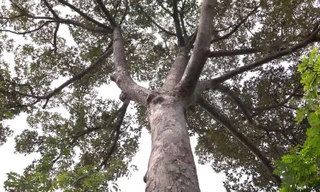 Chiêm ngưỡng cây sầu riêng gần 100 tuổi hiếm thấy ở miền Tây