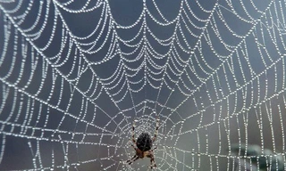 Tại sao loài nhện không bị dính vào mạng của chúng?