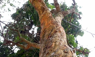 Cây hoàng mai gần 120 năm tuổi