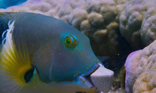 Loài cá có khả năng tách vỏ sò