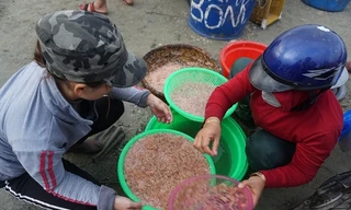 Trắng đêm xúc hàng chục tấn ruốc biển