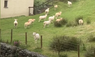 Hàng trăm con cừu đứng bất động như bị thôi miên