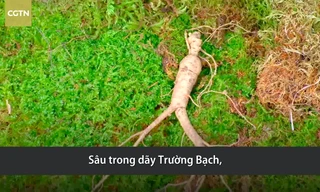 Nhân sâm hàng chục năm tuổi trên dãy Trường Bạch
