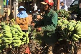 Chuối Tết bán tiền triệu