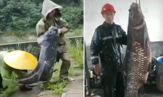 Xác cá trắm đen nặng 73 kg