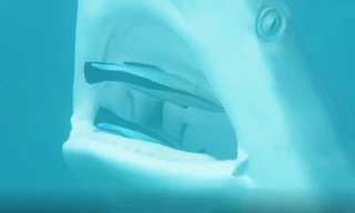 Đàn cá lao thẳng vào miệng cá mập để 'đánh răng'