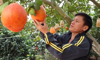 Kiếm trăm triệu từ bưởi đỏ bán Tết