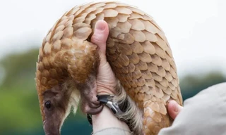 Virus lây nhiễm từ động vật sang con người bằng cách nào?