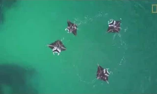 Cá đuổi tạo xoáy nước để 'quây' con mồi