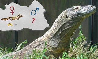 Những loài động vật sinh sản không cần con đực