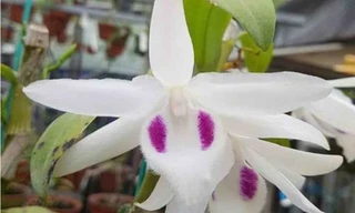 Lan đột biến tiền tỷ: Cơn sốt ảo hay lừa đảo?