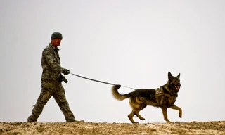 Chó nghiệp vụ quân đội Mỹ được huấn luyện như thế nào?