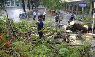 Hiện trường cây phượng bật gốc đè ba nữ sinh