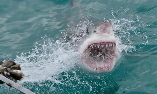 Khoảnh khắc người bị cá mập tấn công ngoài đời thật