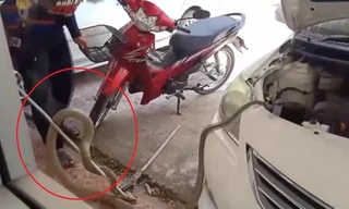Thót tim rắn hổ mang chúa chui vào động cơ xe