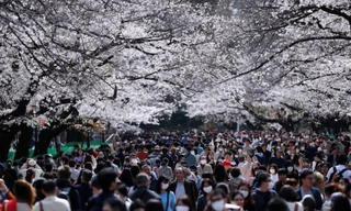 Bất chấp dịch Covid-19, hàng nghìn người Nhật đổ xô đi ngắm hoa anh đào