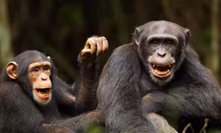 Động vật 'nói' với nhau như thế nào