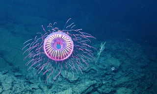 Choáng ngợp trước loài sứa cực hiếm, rực rỡ như pháo hoa