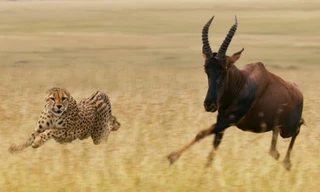 Bầy báo săn phối hợp để hạ gục linh dương