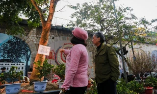 Ngỡ ngàng cây mai hơn trăm tuổi 'giá sốc' 4 tỷ, chờ đại gia chở về