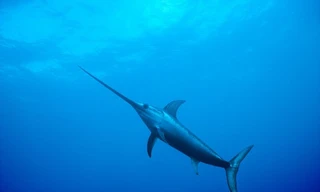 Loài cá có tốc độ hơn 100 km/h, nhanh nhất dưới đại dương