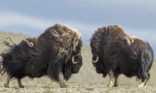 Bò xạ hương quyết đấu dành ‘bạn tình’